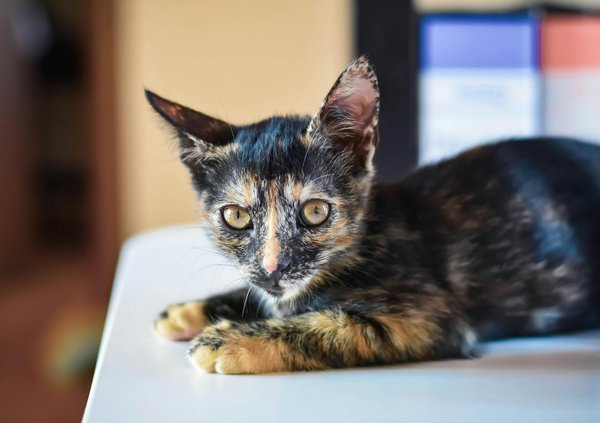 Wie kann man die Angst von Hunden reduzieren?