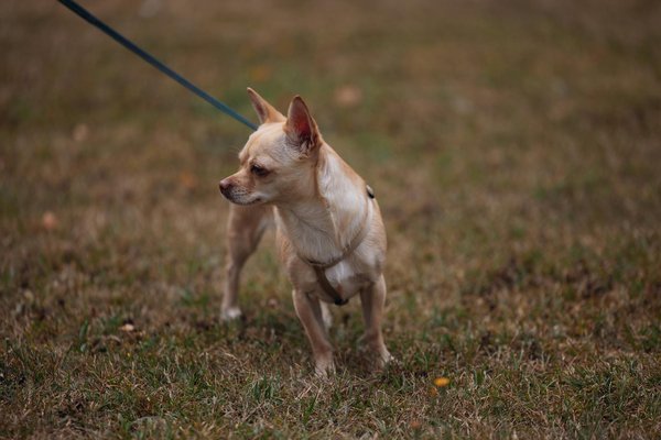 Wie passen sich Tiere an verÃ¤nderte Umweltbedingungen an?